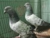 Pigeon কবুতর